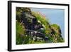 Two Puffins, Westray, Orkney Islands, Scotland, United Kingdom, Europe-Bhaskar Krishnamurthy-Framed Photographic Print