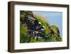 Two Puffins, Westray, Orkney Islands, Scotland, United Kingdom, Europe-Bhaskar Krishnamurthy-Framed Photographic Print