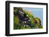 Two Puffins, Westray, Orkney Islands, Scotland, United Kingdom, Europe-Bhaskar Krishnamurthy-Framed Photographic Print