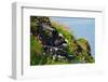 Two Puffins, Westray, Orkney Islands, Scotland, United Kingdom, Europe-Bhaskar Krishnamurthy-Framed Photographic Print