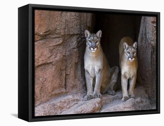 Two Puma Mountain Lion Cougar at Cave Entrance. Arizona, USA-Philippe Clement-Framed Stretched Canvas