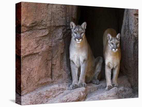 Two Puma Mountain Lion Cougar at Cave Entrance. Arizona, USA-Philippe Clement-Stretched Canvas