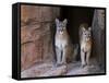 Two Puma Mountain Lion Cougar at Cave Entrance. Arizona, USA-Philippe Clement-Framed Stretched Canvas