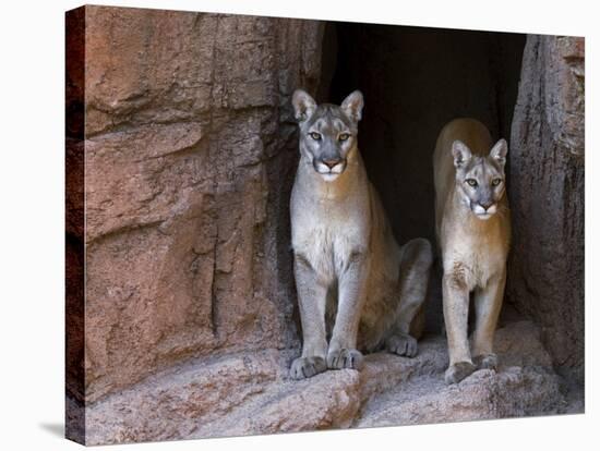 Two Puma Mountain Lion Cougar at Cave Entrance. Arizona, USA-Philippe Clement-Stretched Canvas