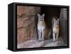 Two Puma Mountain Lion Cougar at Cave Entrance. Arizona, USA-Philippe Clement-Framed Stretched Canvas