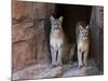 Two Puma Mountain Lion Cougar at Cave Entrance. Arizona, USA-Philippe Clement-Mounted Photographic Print