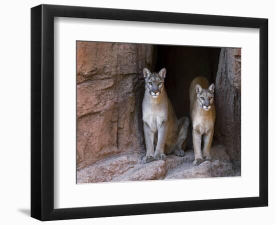 Two Puma Mountain Lion Cougar at Cave Entrance. Arizona, USA-Philippe Clement-Framed Photographic Print