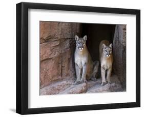 Two Puma Mountain Lion Cougar at Cave Entrance. Arizona, USA-Philippe Clement-Framed Photographic Print