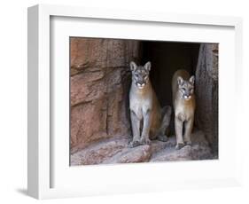 Two Puma Mountain Lion Cougar at Cave Entrance. Arizona, USA-Philippe Clement-Framed Photographic Print