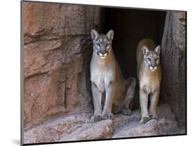 Two Puma Mountain Lion Cougar at Cave Entrance. Arizona, USA-Philippe Clement-Mounted Photographic Print