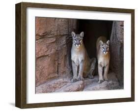 Two Puma Mountain Lion Cougar at Cave Entrance. Arizona, USA-Philippe Clement-Framed Photographic Print