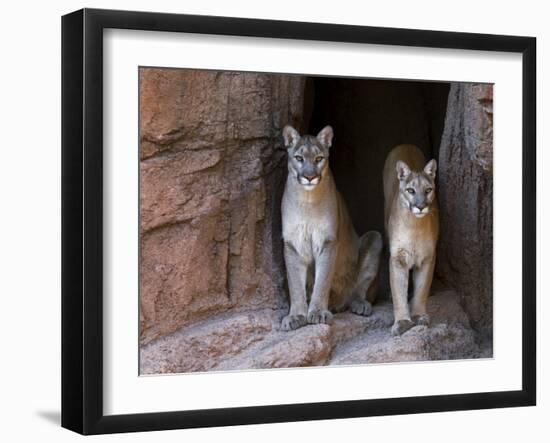 Two Puma Mountain Lion Cougar at Cave Entrance. Arizona, USA-Philippe Clement-Framed Photographic Print