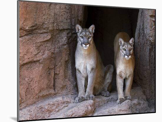 Two Puma Mountain Lion Cougar at Cave Entrance. Arizona, USA-Philippe Clement-Mounted Photographic Print