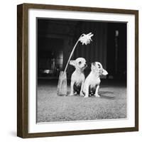 Two Pups Looking at a Flower in a Vase, 1962-Howard Walker-Framed Photographic Print