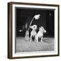 Two Pups Looking at a Flower in a Vase, 1962-Howard Walker-Framed Photographic Print