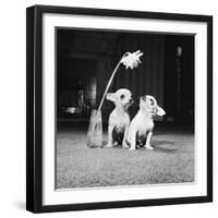 Two Pups Looking at a Flower in a Vase, 1962-Howard Walker-Framed Photographic Print