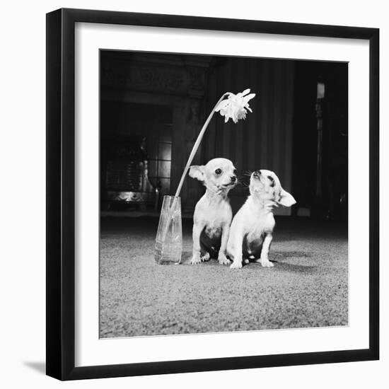 Two Pups Looking at a Flower in a Vase, 1962-Howard Walker-Framed Photographic Print