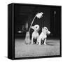 Two Pups Looking at a Flower in a Vase, 1962-Howard Walker-Framed Stretched Canvas