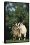 Two Pygmy Goats-DLILLC-Framed Stretched Canvas