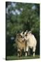 Two Pygmy Goats-DLILLC-Stretched Canvas