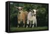 Two Pygmy Goats-DLILLC-Framed Stretched Canvas