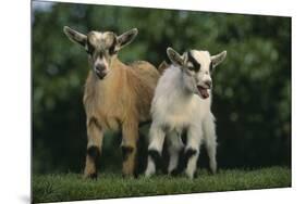 Two Pygmy Goats-DLILLC-Mounted Premium Photographic Print