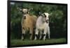 Two Pygmy Goats-DLILLC-Framed Premium Photographic Print