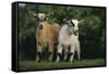 Two Pygmy Goats-DLILLC-Framed Stretched Canvas