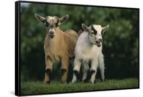 Two Pygmy Goats-DLILLC-Framed Stretched Canvas