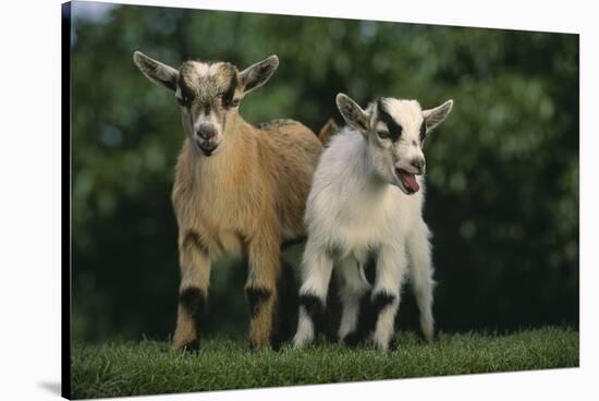 Two Pygmy Goats-DLILLC-Stretched Canvas