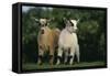 Two Pygmy Goats-DLILLC-Framed Stretched Canvas