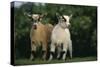 Two Pygmy Goats-DLILLC-Stretched Canvas