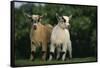 Two Pygmy Goats-DLILLC-Framed Stretched Canvas