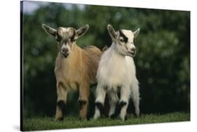 Two Pygmy Goats-DLILLC-Stretched Canvas