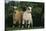 Two Pygmy Goats-DLILLC-Stretched Canvas