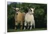 Two Pygmy Goats-DLILLC-Framed Photographic Print