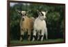 Two Pygmy Goats-DLILLC-Framed Photographic Print