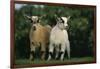 Two Pygmy Goats-DLILLC-Framed Photographic Print