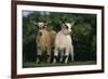 Two Pygmy Goats-DLILLC-Framed Photographic Print