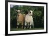 Two Pygmy Goats-DLILLC-Framed Photographic Print