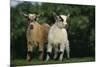 Two Pygmy Goats-DLILLC-Mounted Photographic Print