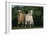 Two Pygmy Goats-DLILLC-Framed Photographic Print