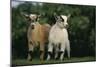 Two Pygmy Goats-DLILLC-Mounted Photographic Print