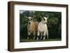 Two Pygmy Goats-DLILLC-Framed Photographic Print