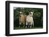 Two Pygmy Goats-DLILLC-Framed Photographic Print