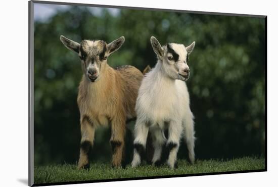 Two Pygmy Goats-DLILLC-Mounted Photographic Print