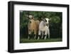 Two Pygmy Goats-DLILLC-Framed Photographic Print