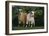 Two Pygmy Goats-DLILLC-Framed Photographic Print