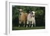 Two Pygmy Goats-DLILLC-Framed Photographic Print