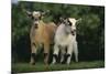 Two Pygmy Goats-DLILLC-Mounted Photographic Print